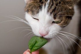 The cat is eating leaf at home or in indoor.