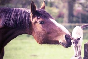 Horse in field, sniffing siamese cat on gate post.