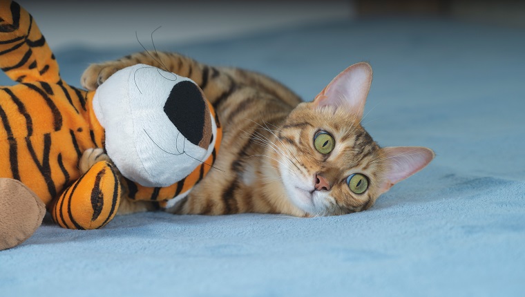 Bengal cat hugs a plush toy with its paws.