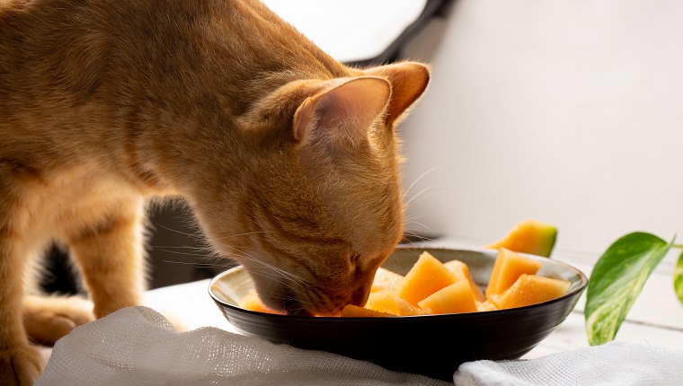 Yellow cat looking cantaloupe melon on white background