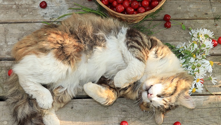 Sleeping cat on an old wooden table in the summer garden next to a basket with cherries and flowers. Country cat resting in the garden, top view