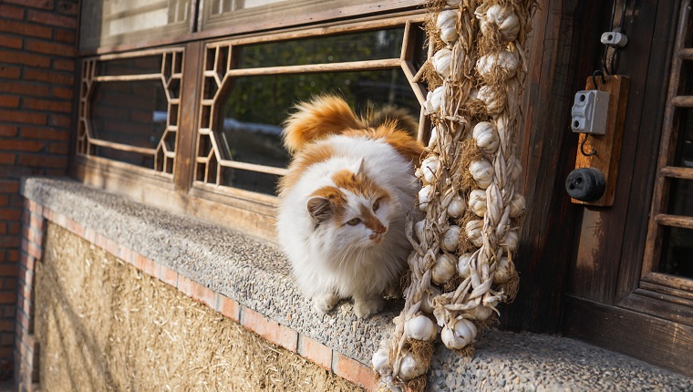 Cat on the windowsill of the old house