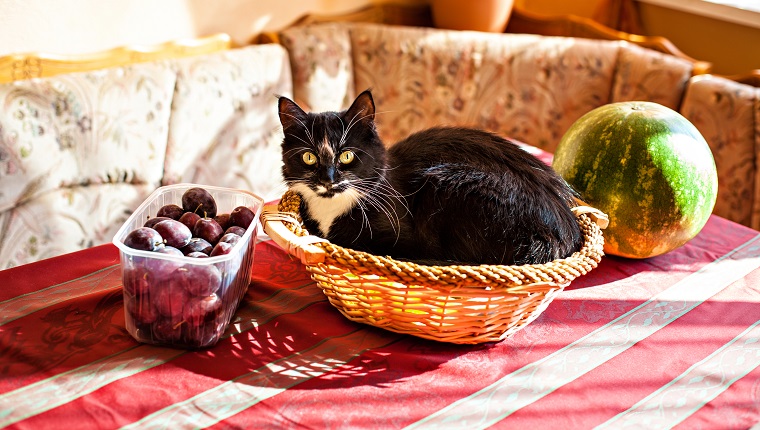 Funny black-white cat lying in the fruits basket