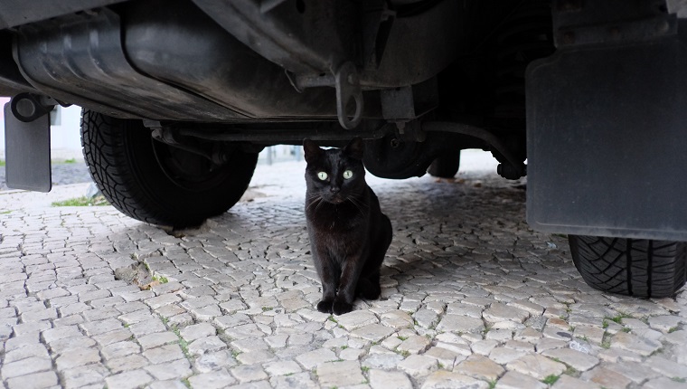 Black Cat Sitting Under Car On Cobblestone Street