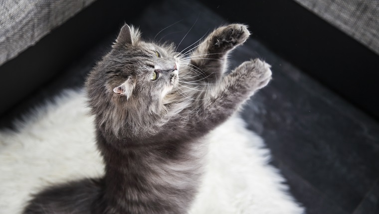 Cat standing on two legs and trying to get a butterfly toy.