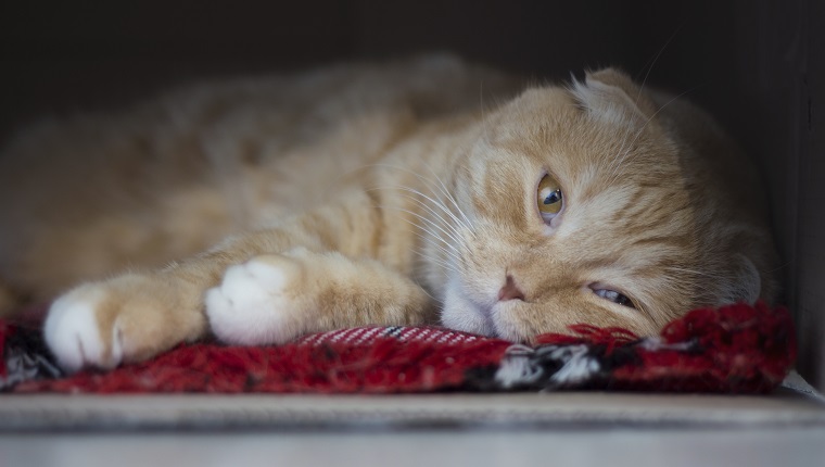 The sad red scottishfold cat lies in a box