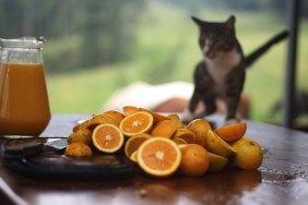 Homemade orange juice with orange slices a a cat in the background