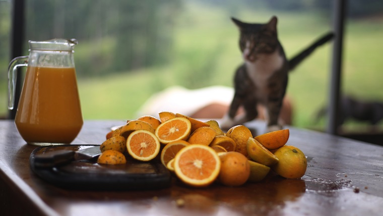 Homemade orange juice with orange slices a a cat in the background