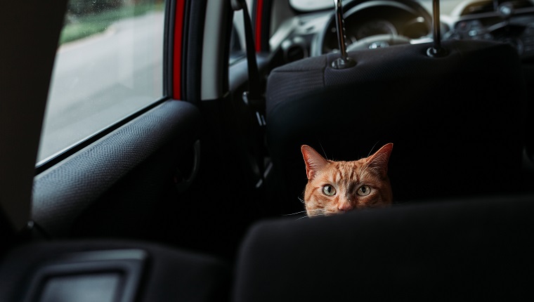 Cat inside the car