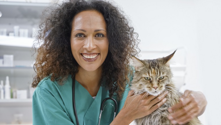 Portrait of female veterinarian petting Maine Coon cat on exam table in office.