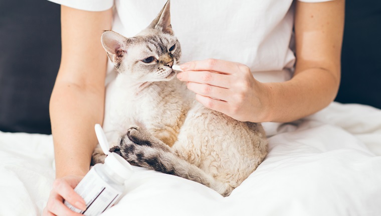 Gray tabby cute kitty. Pets, veterinary and lifestyle concept.