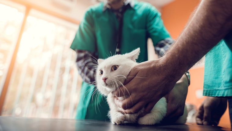 Unrecognizable veterinarians having a medical examination with a white cat.