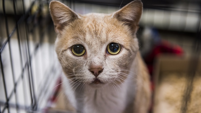 Very sad cat portrait with big eyes in cage waiting for adoption