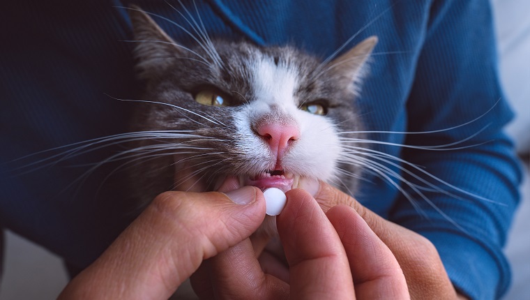 Close up of man giving a pill to sick cat. Sick cat receiving a medication in a pill. Tablets for pets. Meds for animals. Anthelmintic for pets. High quality photo