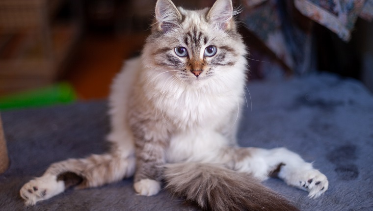 Disabled kitten with sore paws. Siberian masquerade.