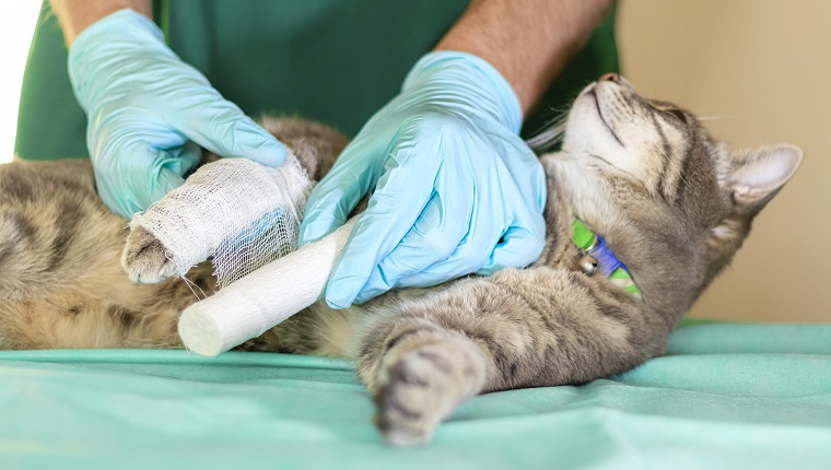 Sad grey cat with broken leg at vet surgery. Male doctor veterinarian with stethoscope is bandaging paw of grey cat at vet clinic.