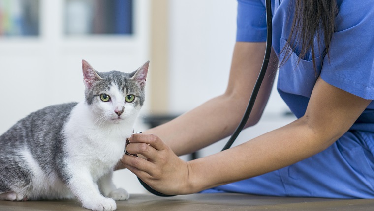 An Asian veterinarian is indoors in a vet clinic. She is wearing medical clothing. She is checking the heartbeat of a cat using a stethoscope.