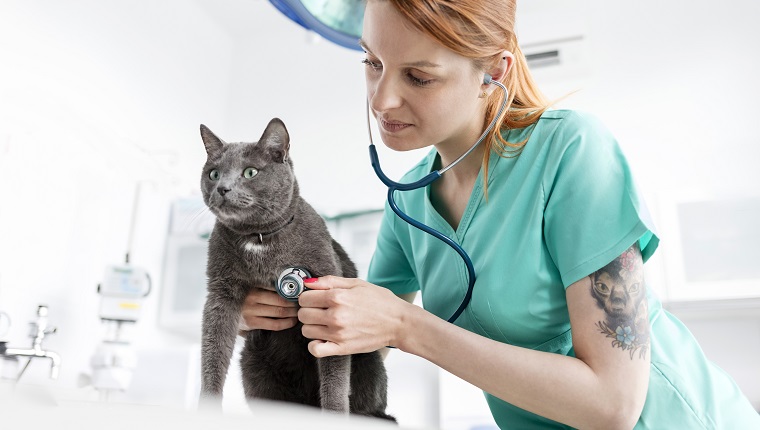 Doctor examining cat with stethoscope at veterinary clinic