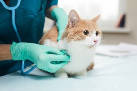 Close-up of female vet in protective gloves examining the pet with stethoscope in vet clinic