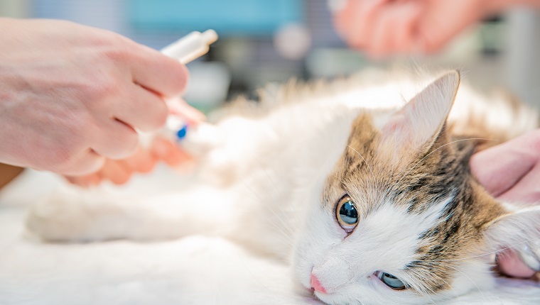 anesthetic cat injection before surgery in ceterinar clinic.