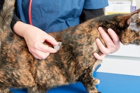 Vet listening to a cat's heart with a stethoscope, no faces shown