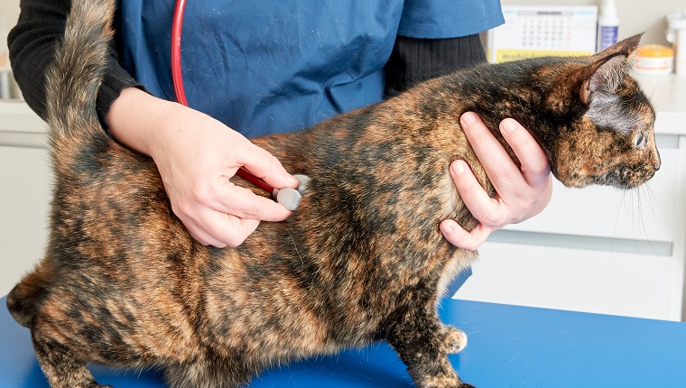 Vet listening to a cat's heart with a stethoscope, no faces shown