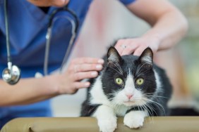 A Caucasian female veterinarian is indoors at a clinic. She is wearing medical clothing. She is looking after a cute cat lying on a table. She is checking its fur for problems.