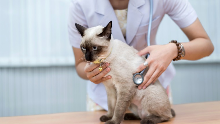 Veterinarian use stethoscope to diagnose cute cat for treat sick animal in Animal hospital ,animal health care concept