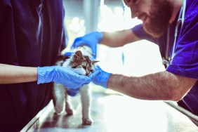 Vets Calming Kitten Before Examination