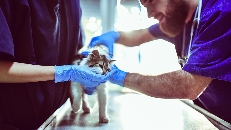 Vets Calming Kitten Before Examination