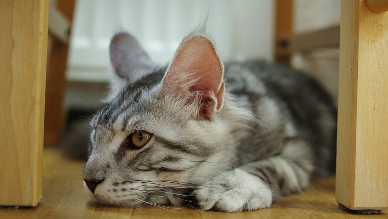 Maine coon cat