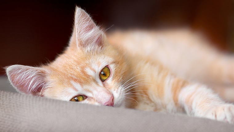 Cute little red kitten are laying on a pillow and loking at camera, pet at home.