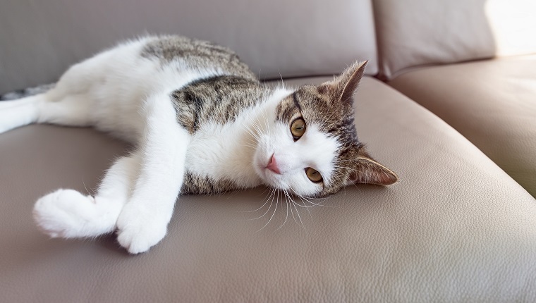 Cute young domestic cat laying on leather couch sleepy, sad, tired or depressed. Close up, selective focus, copy space. Sun light, pastel toned effect