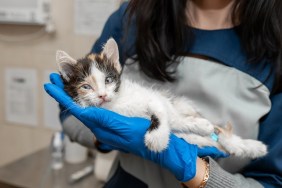 Female veterinarian hold in hand illness kitten.