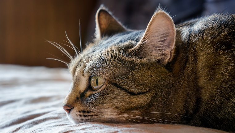 Kitty laying on the floor