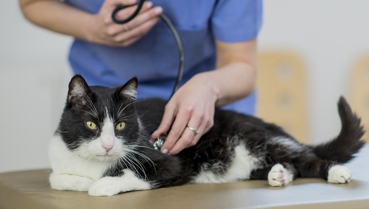 A Caucasian female veterinarian is indoors at a clinic. She is wearing medical clothing. She is looking after a cute cat lying on a table. She is checking its heartbeat with a stethoscope.