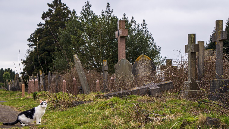 Whilst wandering around the cemetery, this friendly cat approached wanting some attention. He then went off, apparently hunting. I liked this image of something very alive in the stillness of the cemetery so took a photo.