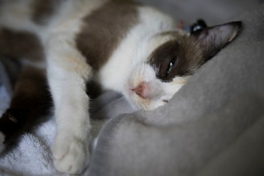 close up Siamese cat kitten on the bed