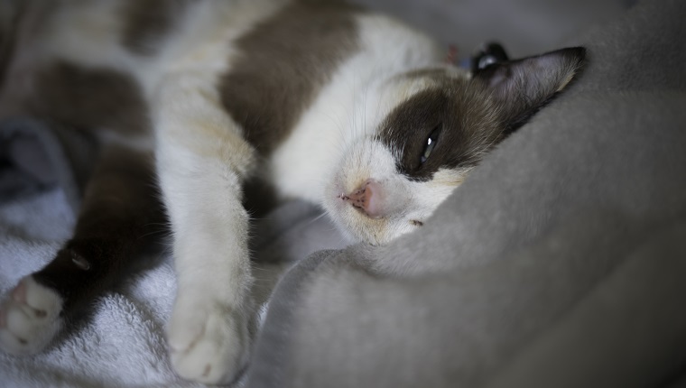 close up Siamese cat kitten on the bed