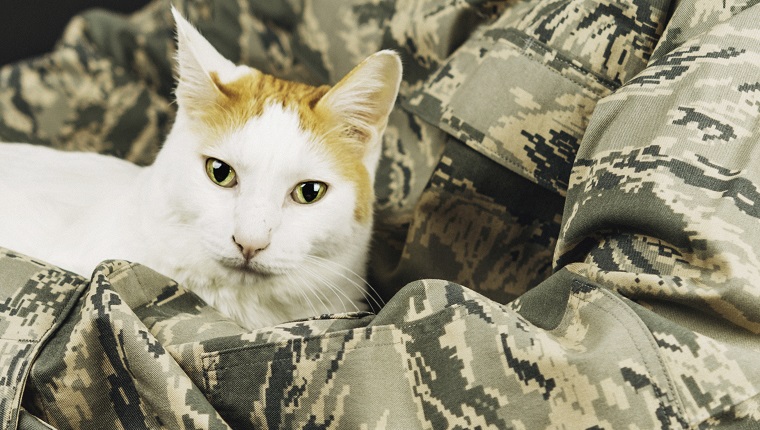 Disabled military service member holding his cat in a wheelchair