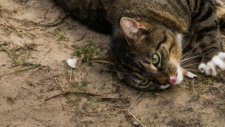 High Angle View Of Tabby Lying On Dirt Land