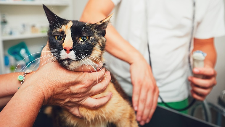 The veterinarian preparing the pregnant cat for ultrasound examination.