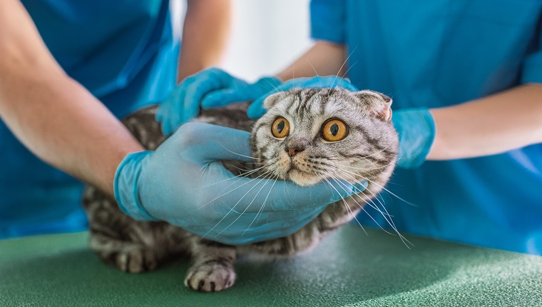 cropped image of two veterinarians holding british shorthair cat at veterinary clinic