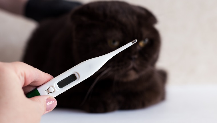 Cat treatment. Cat in a medical veterinary clinic. Thermometer on the background of the head of a kitten.