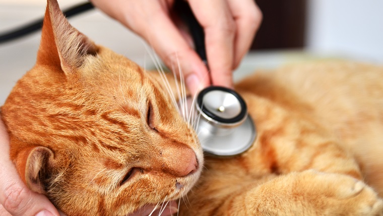 Veterinarian examining a kitten in animal hospital