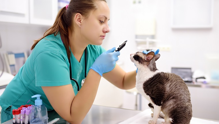 Veterinary doctor checks eyesight of a cat of the breed Cornish Rex in a veterinary clinic