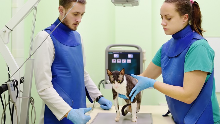 Two veterinarian doctor are going to do an x-ray of the breed Cornish Rex cat during the examination in veterinary clinic. Pet health. Care animal.