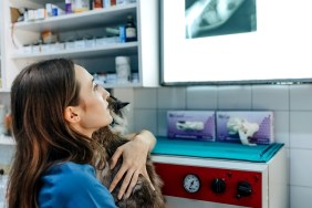 Let's see. Female veterinarian in work uniform is looking at a cat's X-ray and holding a patient with one hand during the examination at the veterinary clinic. Pet care concept. Medicine concept. Animal hospital