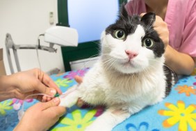 Veterinarian women taking blood sample from a cat. Blood sample drawing for health checkup with cannula needle injection in vet studio for testing. Concept of anxious animal patient and fear.