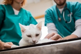 Cat at veterinarian